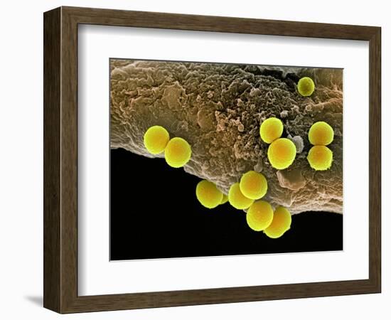 Staphylococcus Aureus Bacteria, SEM-Science Photo Library-Framed Premium Photographic Print