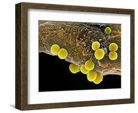 Staphylococcus Aureus Bacteria, SEM-Science Photo Library-Framed Premium Photographic Print