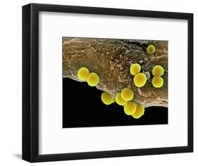 Staphylococcus Aureus Bacteria, SEM-Science Photo Library-Framed Premium Photographic Print