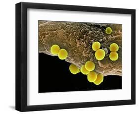 Staphylococcus Aureus Bacteria, SEM-Science Photo Library-Framed Premium Photographic Print