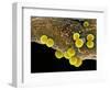 Staphylococcus Aureus Bacteria, SEM-Science Photo Library-Framed Premium Photographic Print