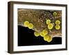 Staphylococcus Aureus Bacteria, SEM-Science Photo Library-Framed Premium Photographic Print