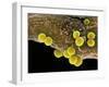 Staphylococcus Aureus Bacteria, SEM-Science Photo Library-Framed Premium Photographic Print