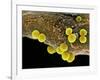 Staphylococcus Aureus Bacteria, SEM-Science Photo Library-Framed Photographic Print