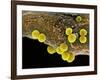 Staphylococcus Aureus Bacteria, SEM-Science Photo Library-Framed Photographic Print