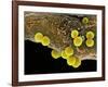 Staphylococcus Aureus Bacteria, SEM-Science Photo Library-Framed Photographic Print