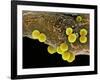 Staphylococcus Aureus Bacteria, SEM-Science Photo Library-Framed Photographic Print