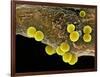 Staphylococcus Aureus Bacteria, SEM-Science Photo Library-Framed Photographic Print