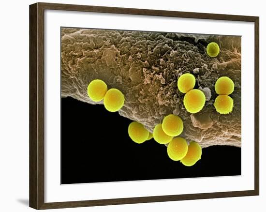Staphylococcus Aureus Bacteria, SEM-Science Photo Library-Framed Photographic Print