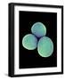 Staphylococcus Aureus Bacteria, SEM-Science Photo Library-Framed Photographic Print