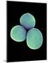 Staphylococcus Aureus Bacteria, SEM-Science Photo Library-Mounted Photographic Print
