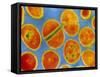 Staphylococcus Aureus Bacteria-null-Framed Stretched Canvas