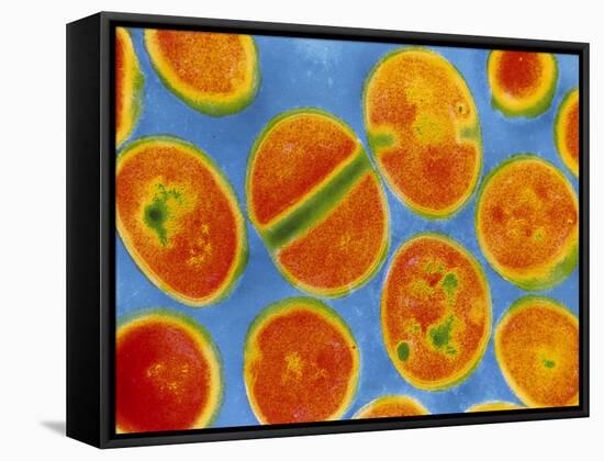 Staphylococcus Aureus Bacteria-null-Framed Stretched Canvas