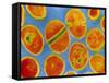 Staphylococcus Aureus Bacteria-null-Framed Stretched Canvas