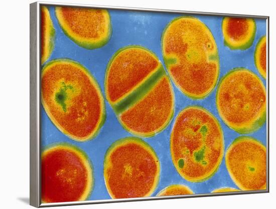 Staphylococcus Aureus Bacteria-null-Framed Photographic Print