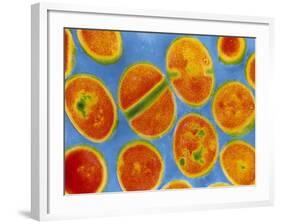 Staphylococcus Aureus Bacteria-null-Framed Photographic Print