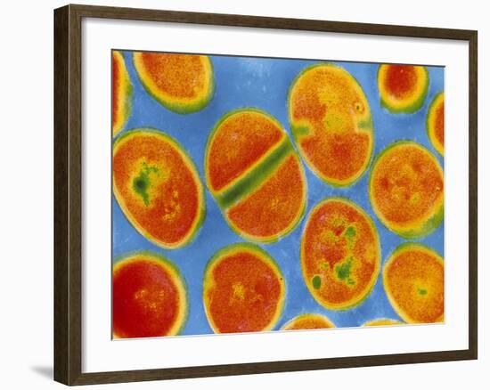 Staphylococcus Aureus Bacteria-null-Framed Photographic Print