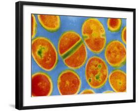 Staphylococcus Aureus Bacteria-null-Framed Photographic Print