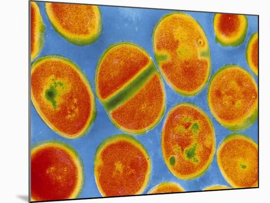 Staphylococcus Aureus Bacteria-null-Mounted Photographic Print