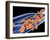 Staphylococcus Aureus MRSA Bacteria-PASIEKA-Framed Photographic Print