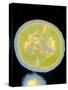 Staphylococcus Epidermidis Bacterium-null-Stretched Canvas