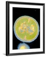 Staphylococcus Epidermidis Bacterium-null-Framed Photographic Print