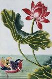 18th Century French Print of Red Water Lily of China II.-Stapleton Collection-Giclee Print