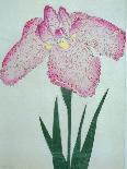Tanka No-Koe Book of a Pink Iris-Stapleton Collection-Giclee Print