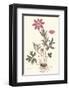 Star Anemone-null-Framed Art Print