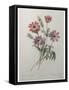 Star Anemone-Pierre-Joseph Redoute-Framed Stretched Canvas