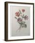 Star Anemone-Pierre-Joseph Redoute-Framed Art Print