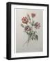 Star Anemone-Pierre-Joseph Redoute-Framed Art Print