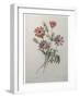 Star Anemone-Pierre-Joseph Redoute-Framed Art Print