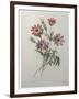 Star Anemone-Pierre-Joseph Redoute-Framed Art Print