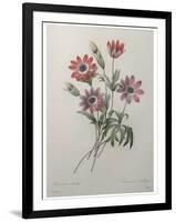 Star Anemone-Pierre-Joseph Redoute-Framed Art Print