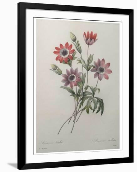 Star Anemone-Pierre-Joseph Redoute-Framed Art Print