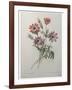 Star Anemone-Pierre-Joseph Redoute-Framed Art Print