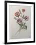 Star Anemone-Pierre-Joseph Redoute-Framed Art Print