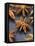 Star Anise-Winfried Heinze-Framed Stretched Canvas