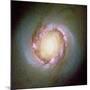 Star Birth In Galaxy NGC 4314-null-Mounted Photographic Print