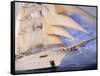 Star Clipper, 4-Masted Sailing Ship-Barry Winiker-Framed Stretched Canvas