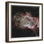 Star Clusters Ngc 2024 in the Center of the Flame Nebula-null-Framed Photographic Print