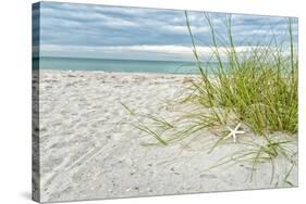 Star Fish and Sea Oats-Mary Lou Johnson-Stretched Canvas