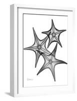 Star Fish Burst Triple-Albert Koetsier-Framed Art Print