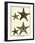 Star Fish Series I-null-Framed Art Print