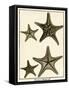 Star Fish Series I-null-Framed Stretched Canvas