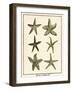 Star Fish Series III-null-Framed Art Print