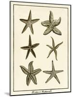 Star Fish Series III-null-Mounted Art Print