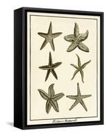 Star Fish Series III-null-Framed Stretched Canvas