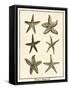 Star Fish Series III-null-Framed Stretched Canvas